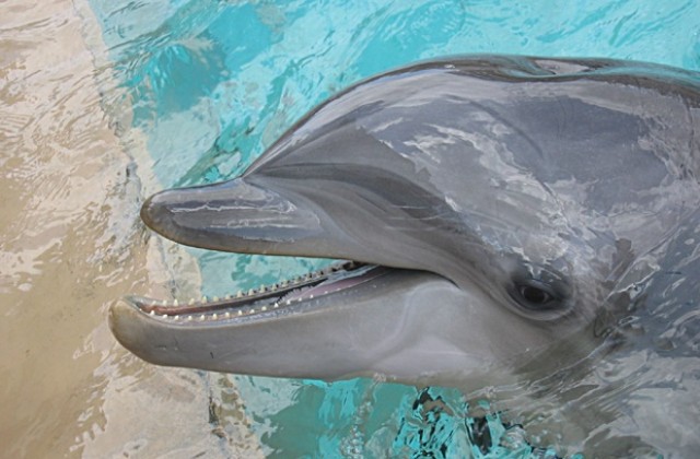 Делфините – майстор-готвачите на океаните