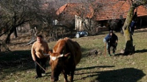 Фермери искат защитна изкупна цена на млякото от 60 ст