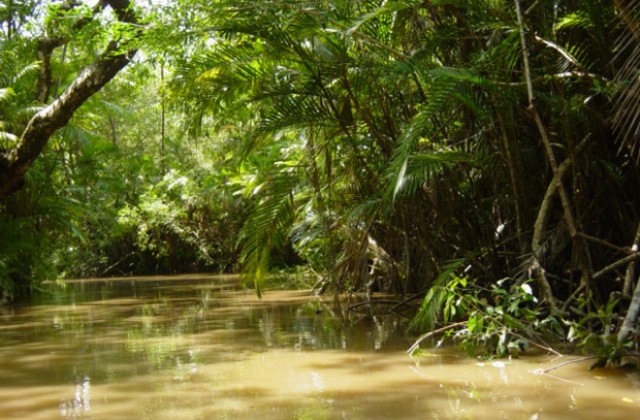 Амазонските гори ще се превърнат в савана