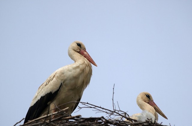 Завърнаха се щъркелите в търговищкото село Алваново