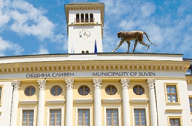 Маймуна спря градския часовник в Сливен и нахълта в кметския кабинет