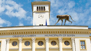Маймуна нахълта в кметски кабинет