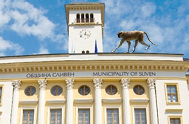 Маймуна нахълта в кметски кабинет