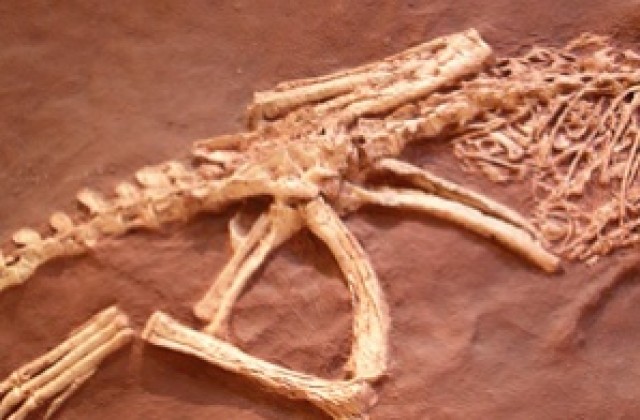 Скелет на ихтиозавър продаден за 181 000 евро