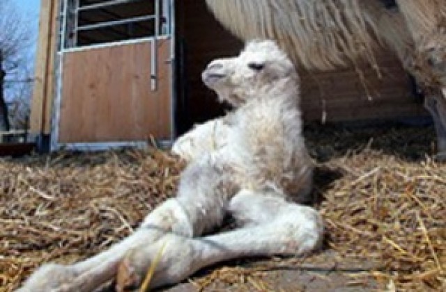 Роди се първата клонирана камила