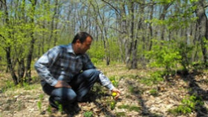 Заради рядко цвете обявават 150 дка край Гороцвет за защитена