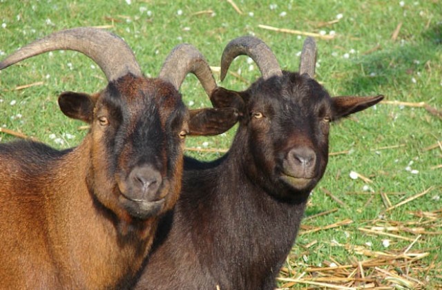 Google иновация срещу летните пожари