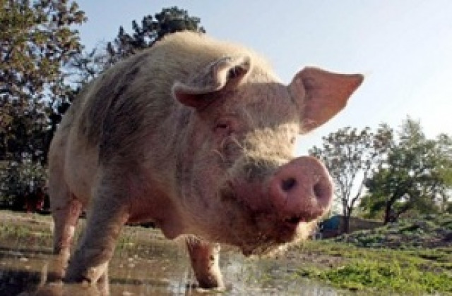 Четири международни организации срещу бойкота на свинското месо