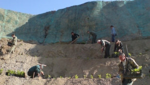 Продължава залесяването на каменната кариера край Потока
