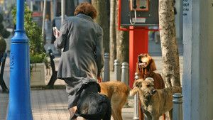 Бездомните кучета в София са намалели с 23 за две