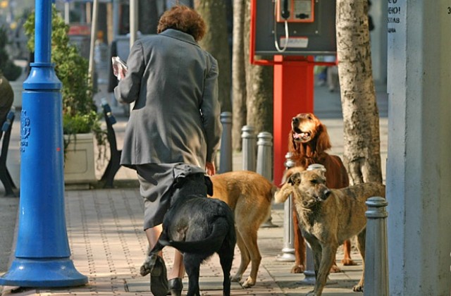 Бездомните кучета в София са намалели с 23% за две години