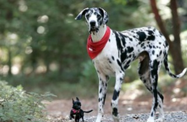 Гибсън е най-високото куче в света