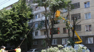 Санитарна сеч в центъра на Габрово