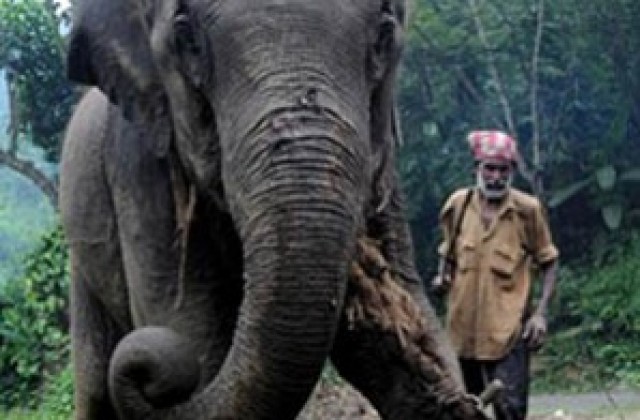 Вадят слон с кран от яма в Индия