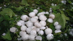 Градушка порази Северозападна България