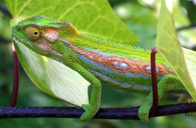 Лоялност и разкървавени носове