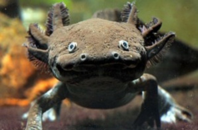 Човешката регенерация започва от саламандър