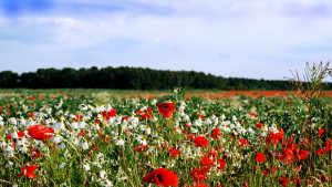 Пътят на опиума и хероина от Афганистан за Европа минава