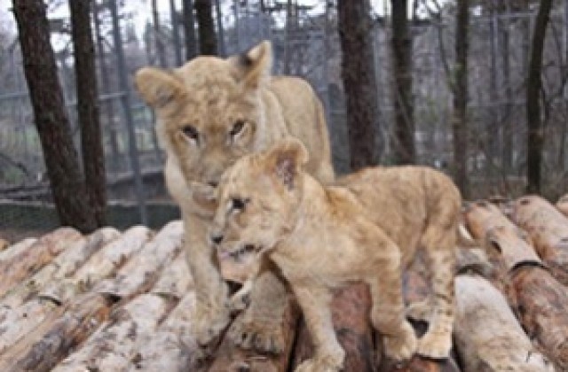 Кризата накара американците да отидат на зоопарк