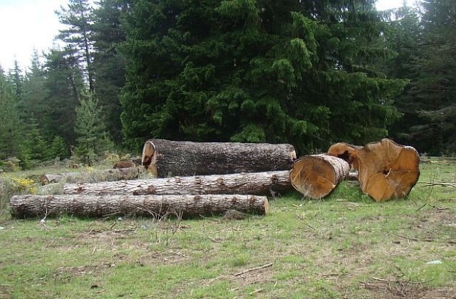 Изсичат незаконно вековни дървета в Национален парк Пирин