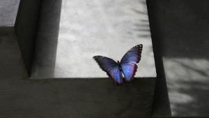 Пеперудиархитекти