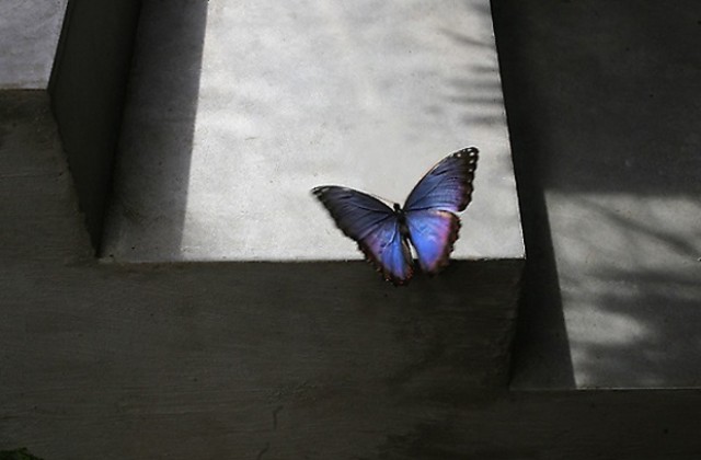 Пеперуди-архитекти