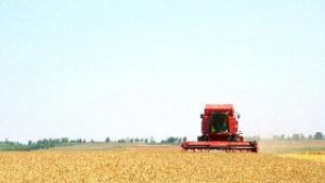 Средно 31 от пшеницата вече е ожъната