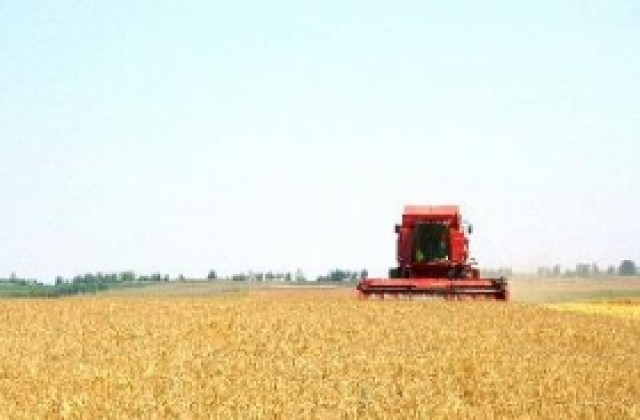 Средно 31% от пшеницата вече е ожъната
