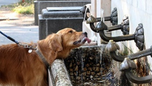 Идват жеги разкриват медицински пунктове