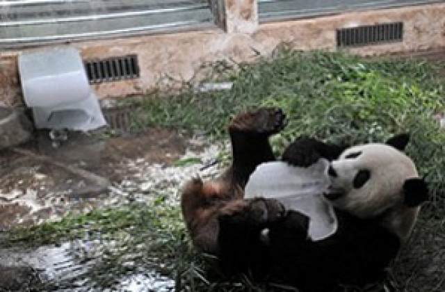 Роди се първата панда от замразена сперма