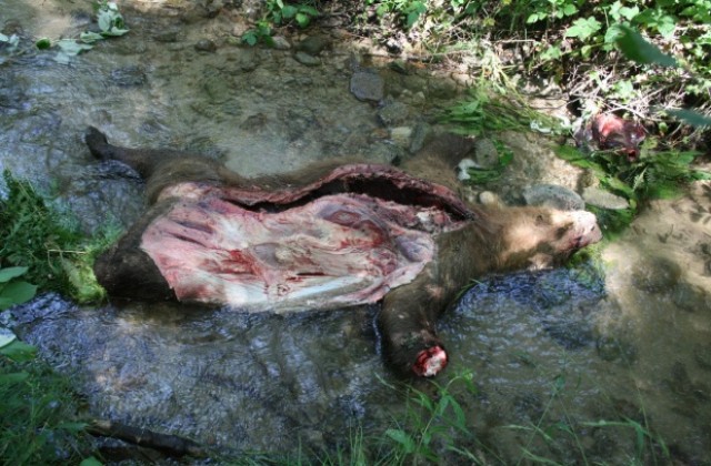 Сезираха министър Нона Караджова за убитата във Влахи кафява мечка
