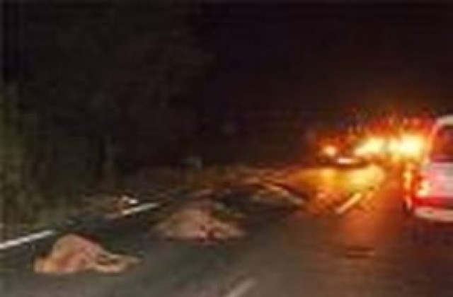 Шофьор уби 22 овце на пътя Пловдив-Съединение