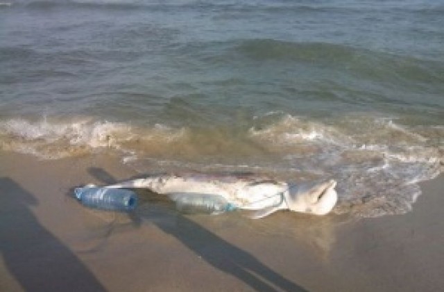 Четири мъртви делфини на плажовете по Южното Черноморие