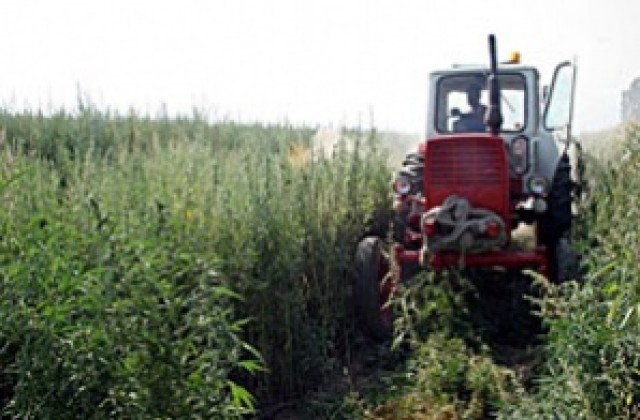 Над 600 кг канабис откриха в Петричко