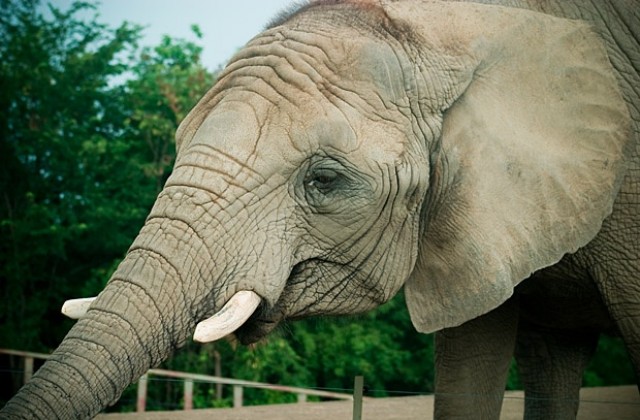 Слон избяга от цирк в Испания