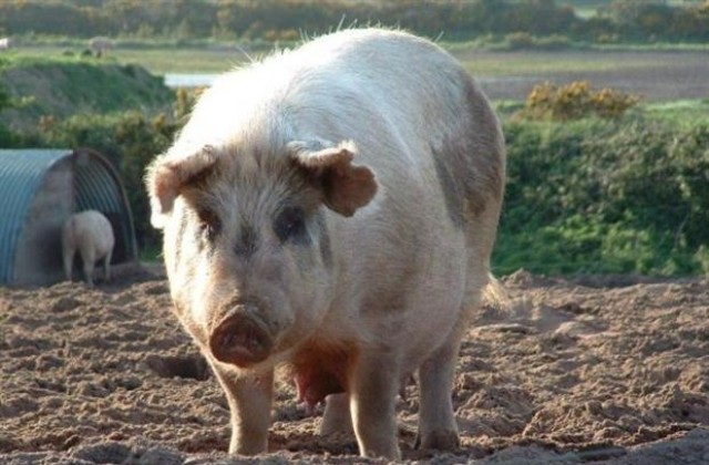 РИОСВ  спря интензивното отглеждане на свине в халета на „ПХЖ Брадърс Комерс”