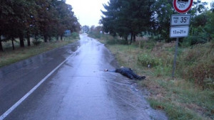 Издирват шофьор убил човек и избягал