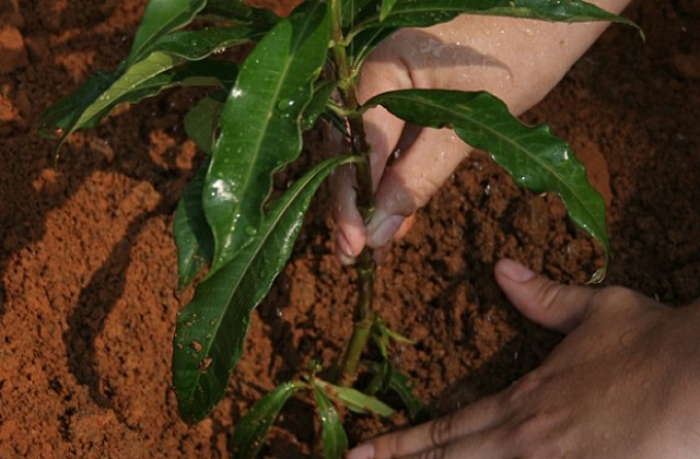 Засадиха 7 млрд. дървета с кампания на ООН