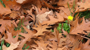 Настъпи астрономическата есен