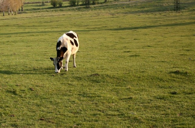 Глоба до 500 лева, ако пасеш крава пред блока