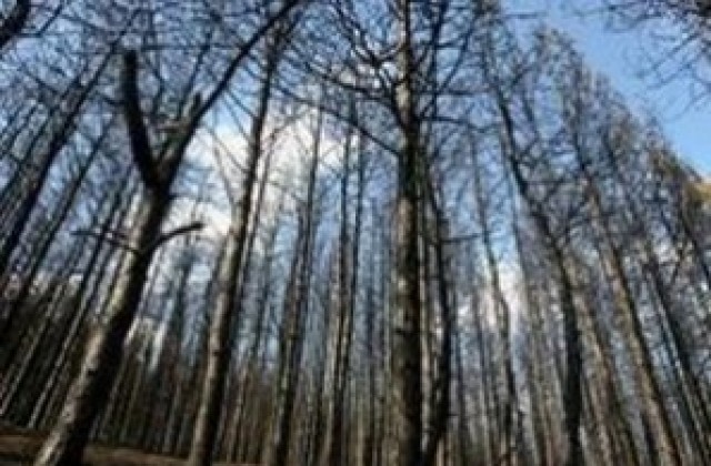 Уволниха директорите на две лесничейства заради злоупотреби