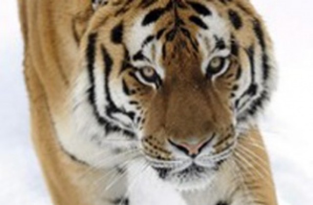 Тигри избягаха от румънски зоопарк