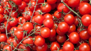 Продават домати по 20 ст за килограм