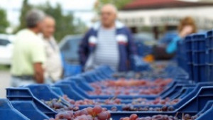 Не вдигнали акциза върху алкохола заради производителите на грозде