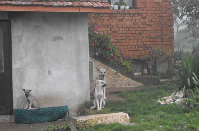 Пращат кучетата – убийци от Сушево в приют