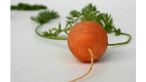 Морков или камшик