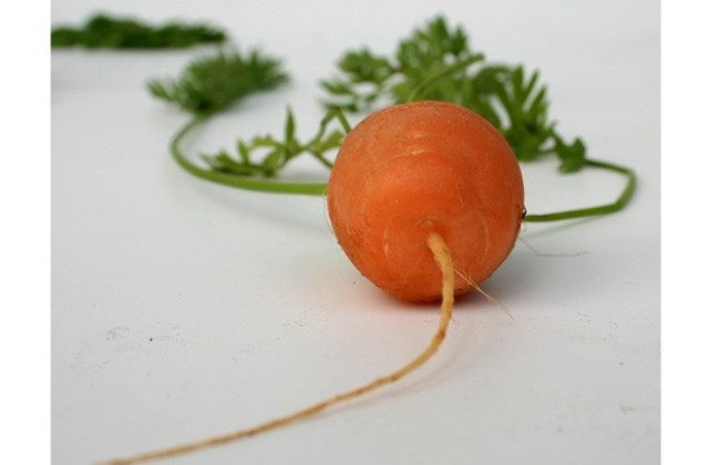 Морков или камшик?