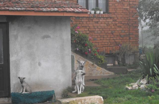 Масова регистрация на кучетата обяви областният управител на Разград