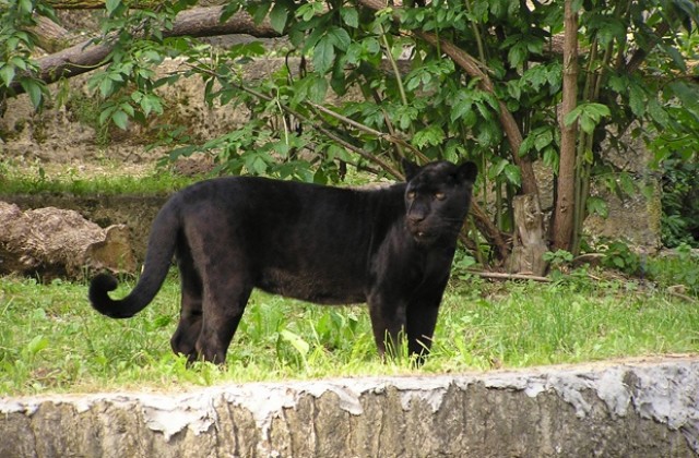 Хеликоптери издирват пантера из Люксембург