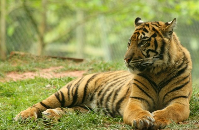 Тигрите ще изчезнат от Земята през 2029 г.
